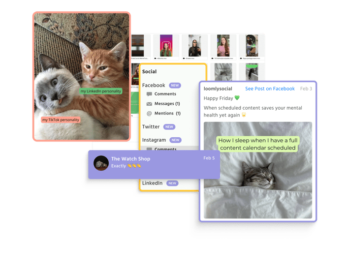 Loomly Library displayed with cat images