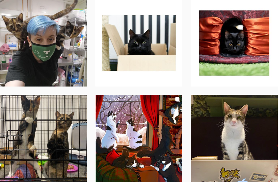 social media for small business successful brands lady dinah cat emporium